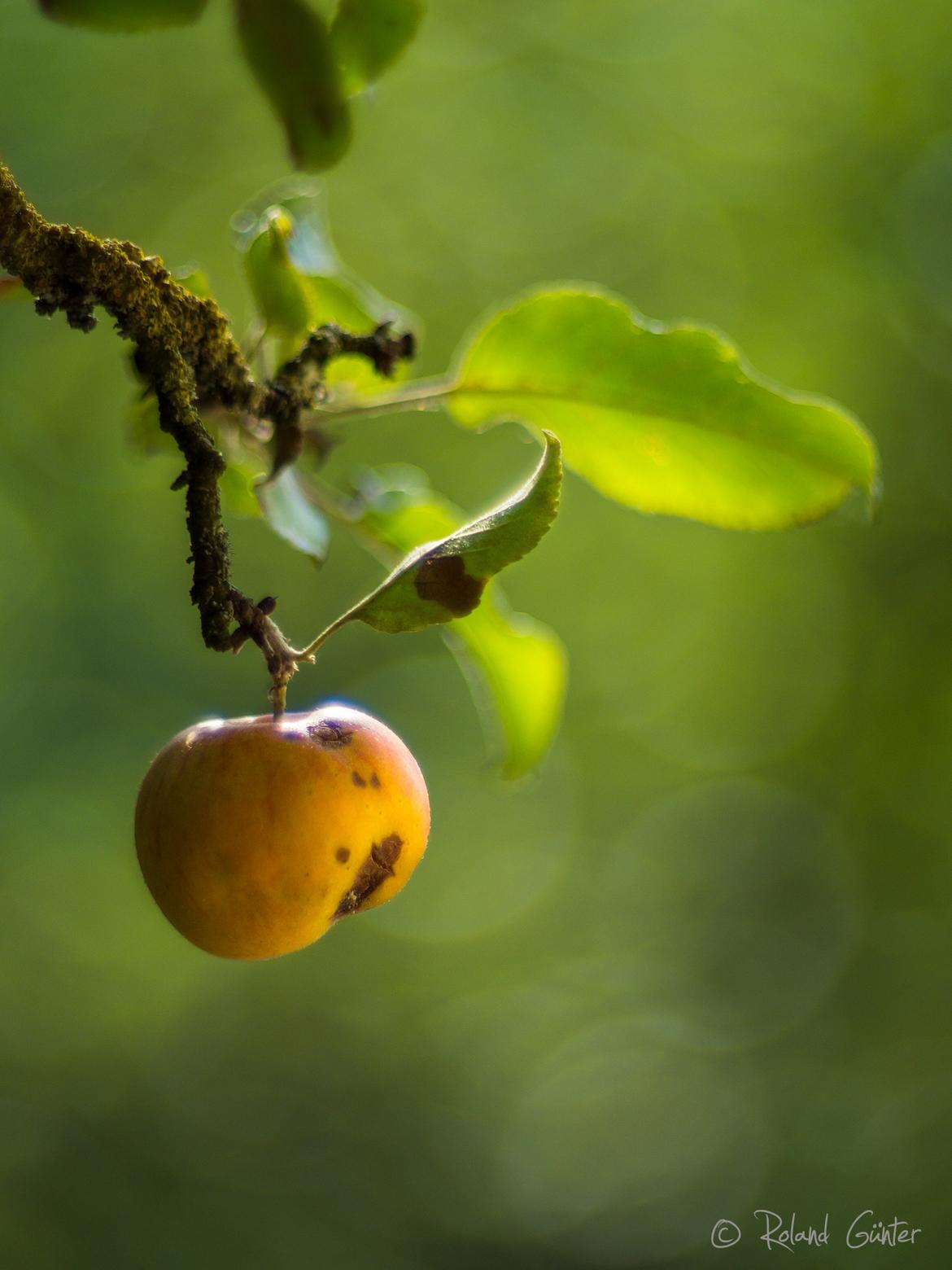 Apfel; © Roland Günter