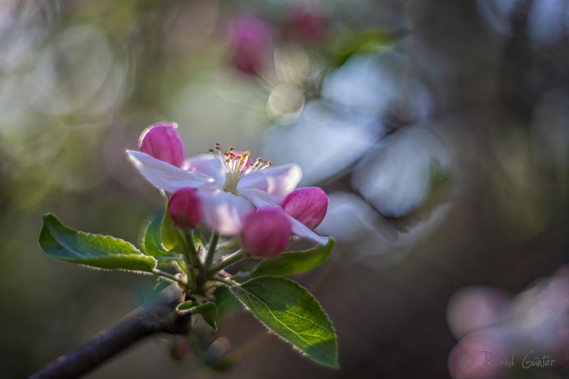 Apfelblüte