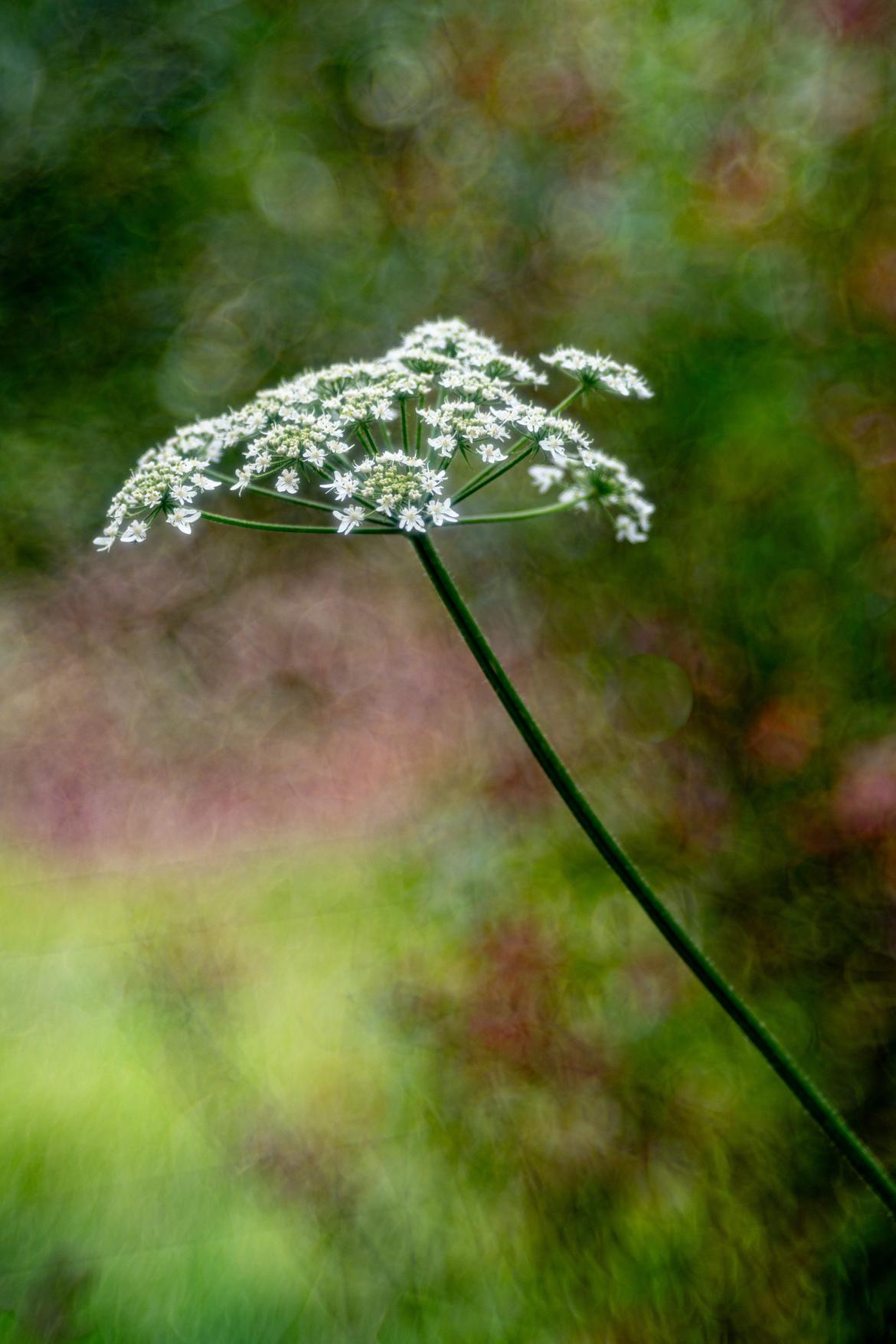Schönes am Wegesrand