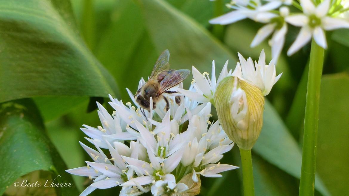 Bärlauch mit Biene