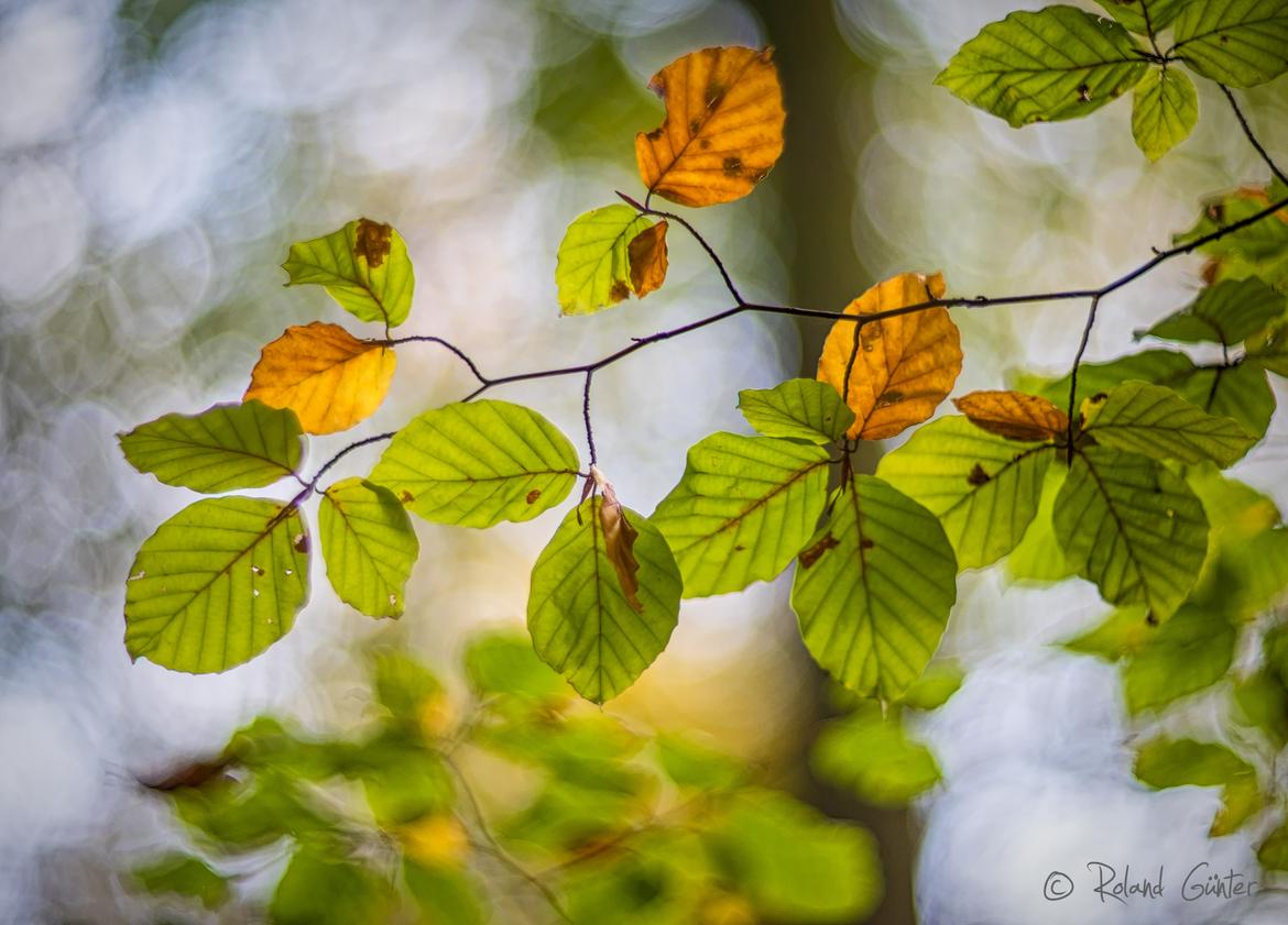 Buchenblätter im Herbst; © Roland Günter