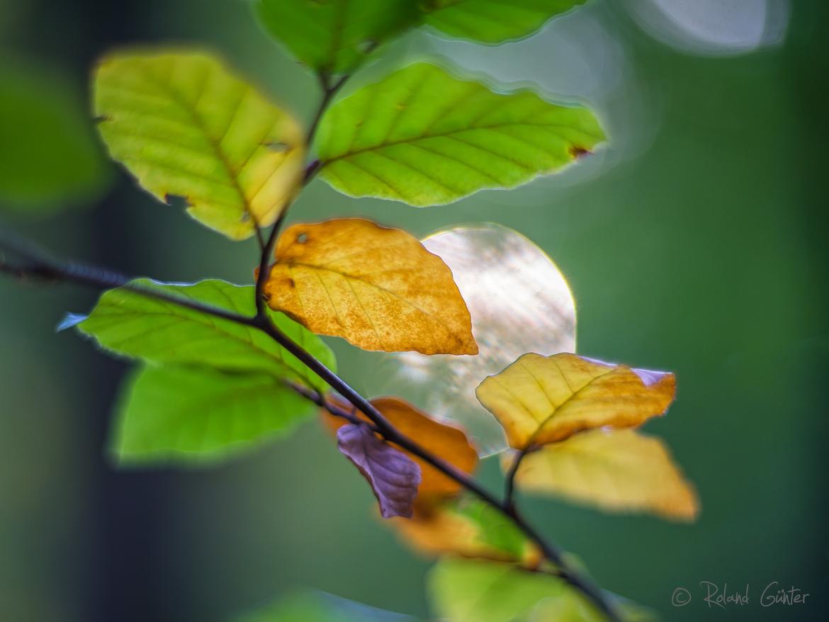 Buchenblätter im Herbst; © Roland Günter