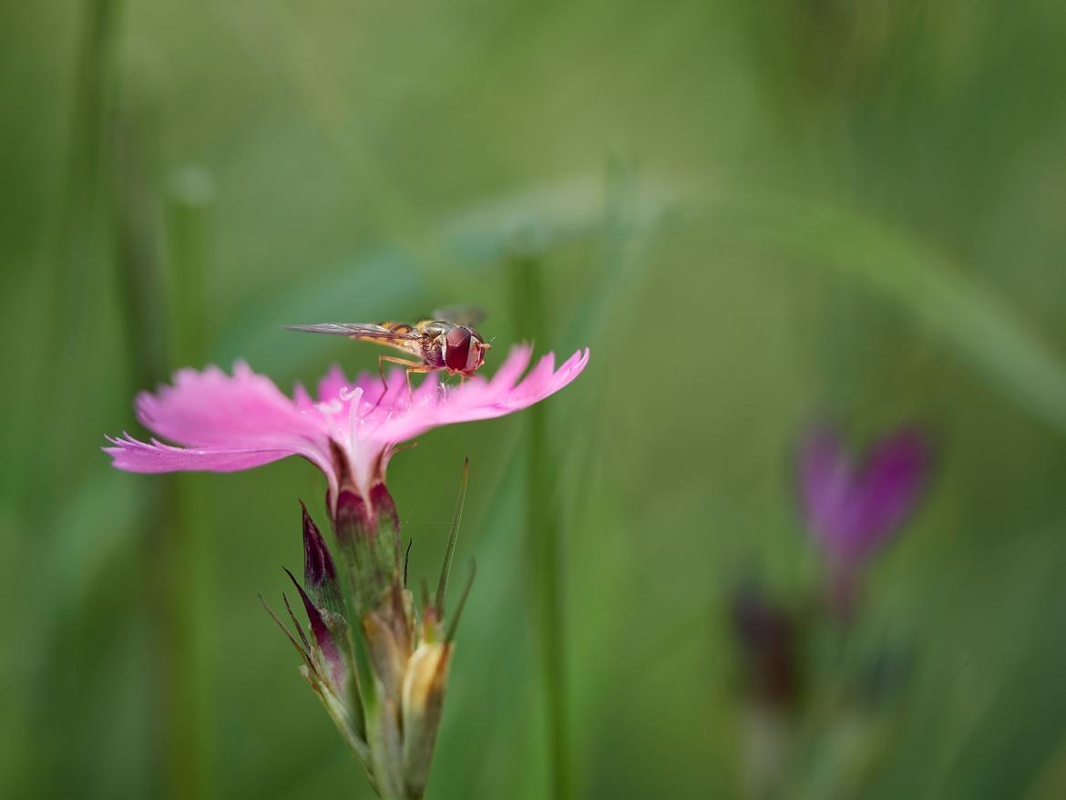 Schwebfliege 2