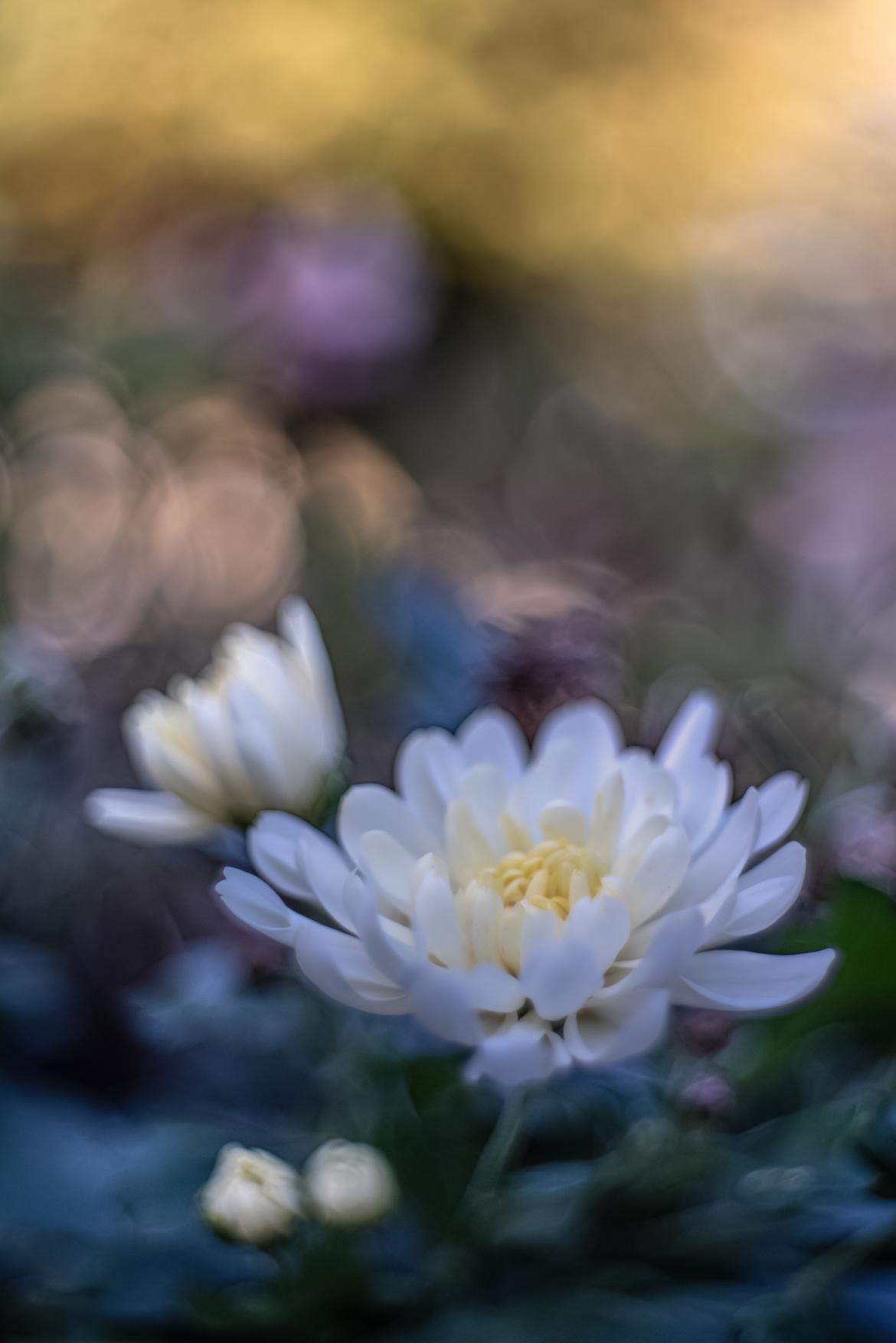 Chrysantheme neu 