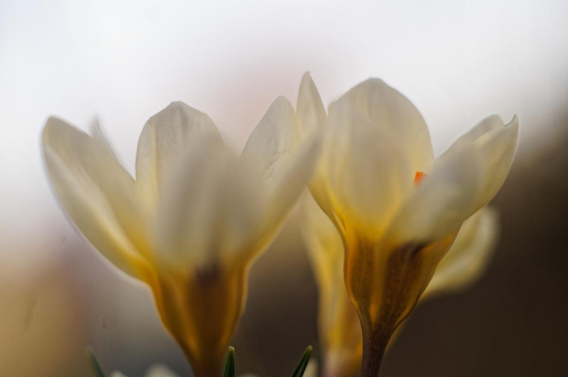 Sony NEX  Oreston 1.8
