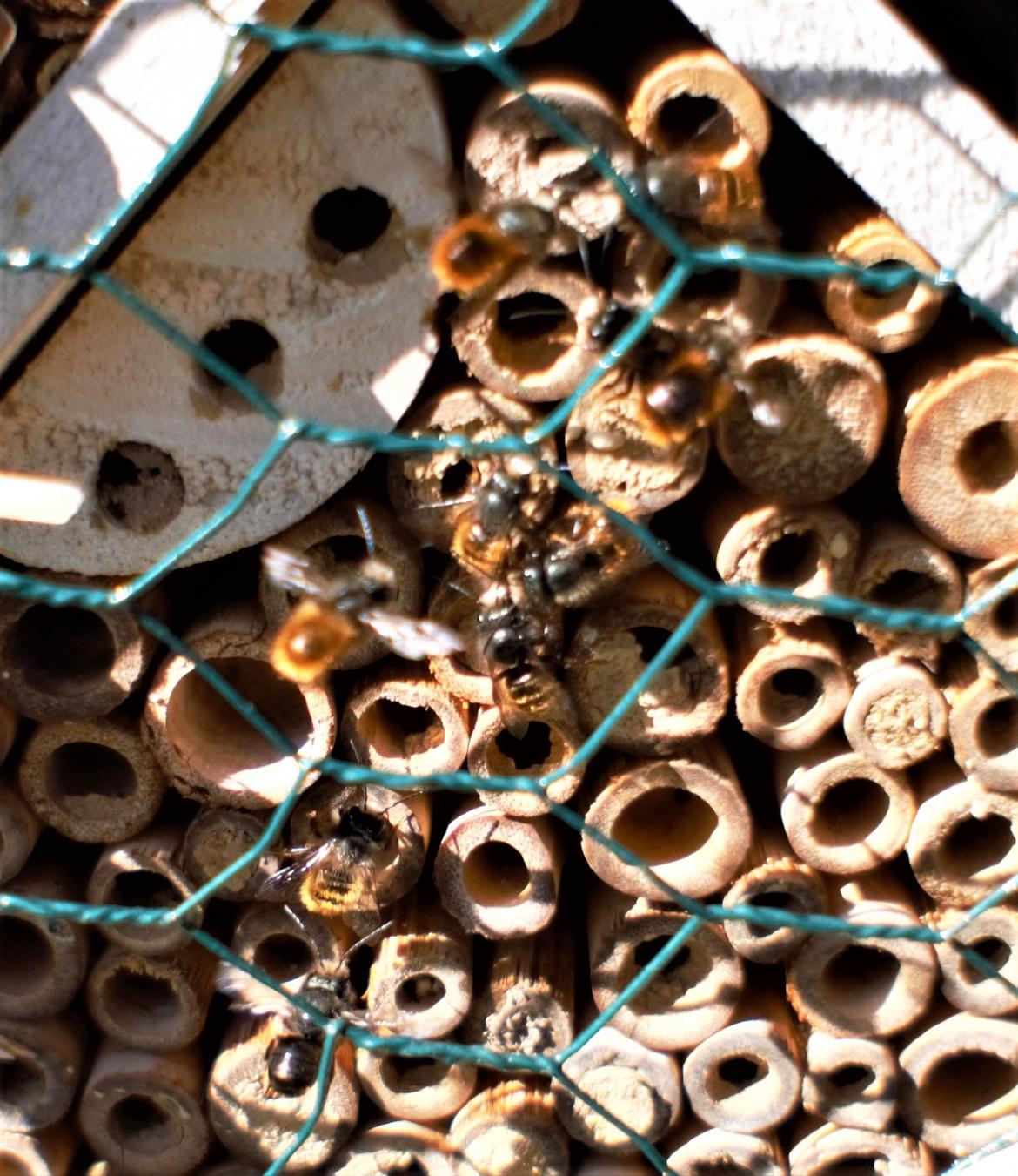 männliche Bienen 