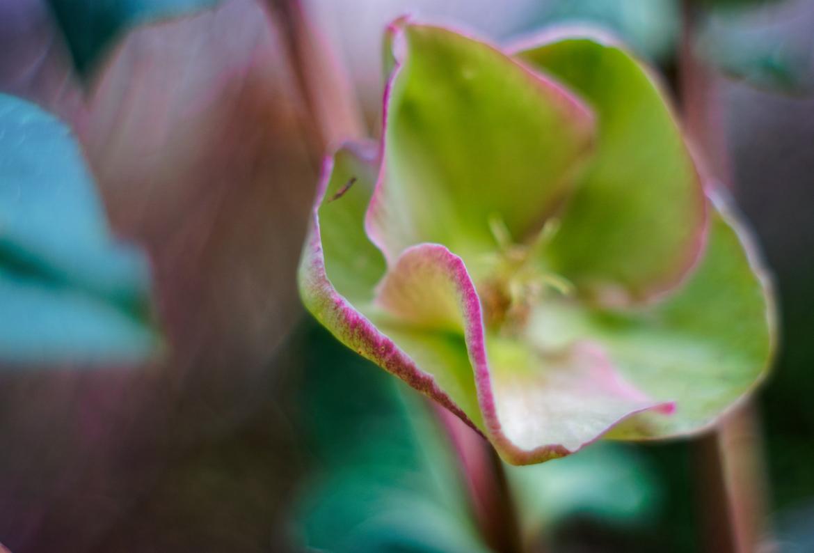 Lenzrose