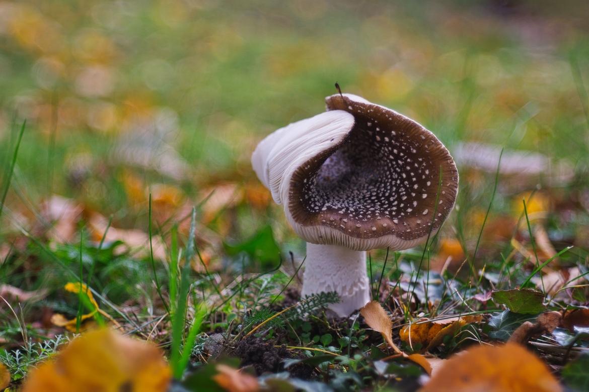 Pantherpilz (Amanita pantherina)