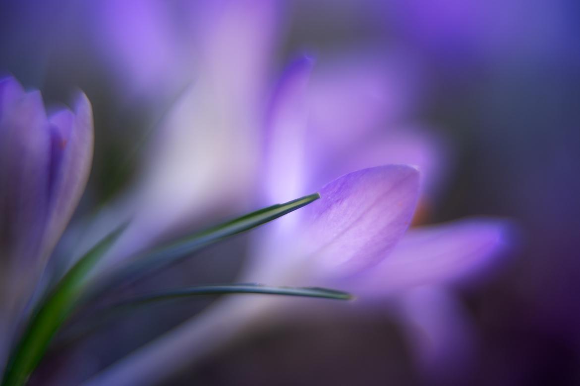 Krokus eiki kowa