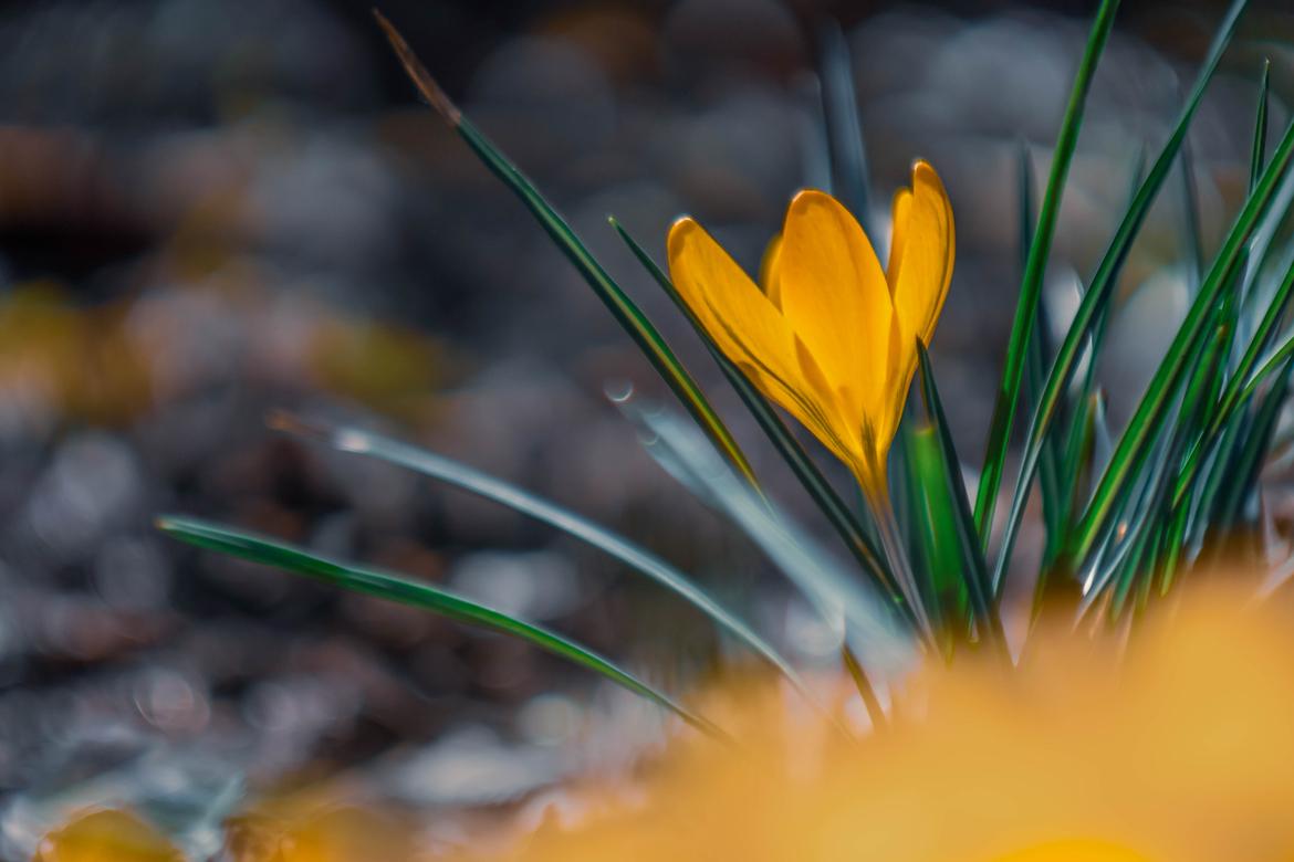 Krokus