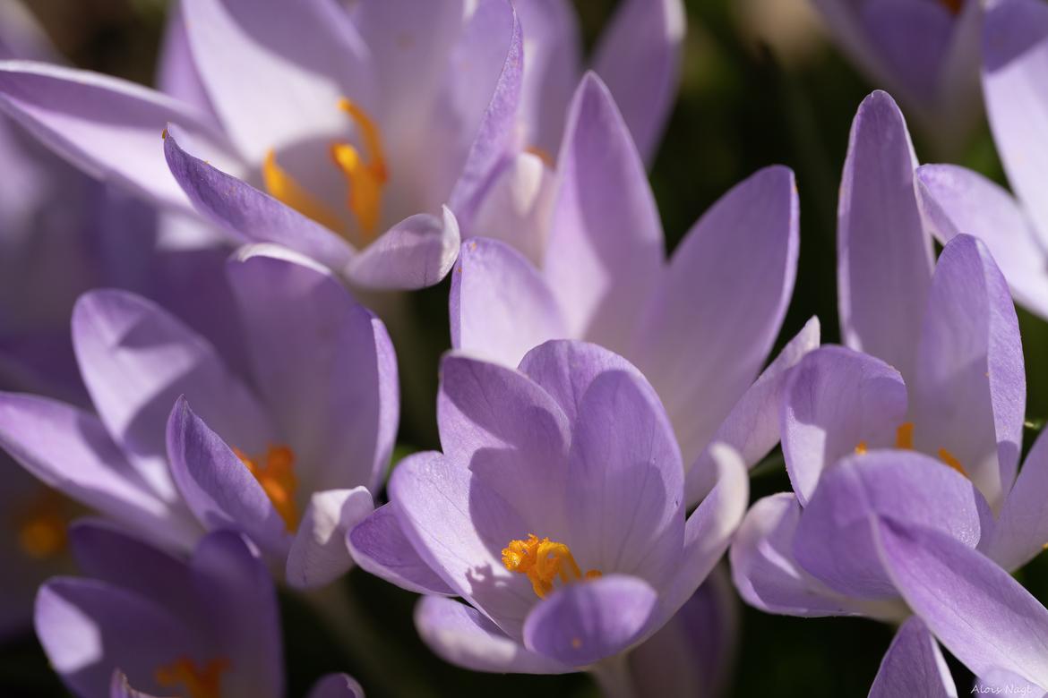 Krokus  Staubfäden