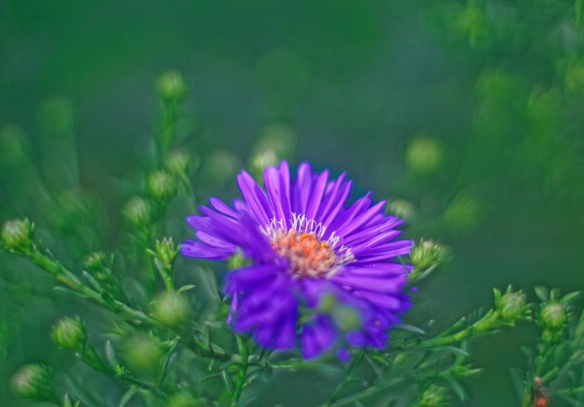 Aster