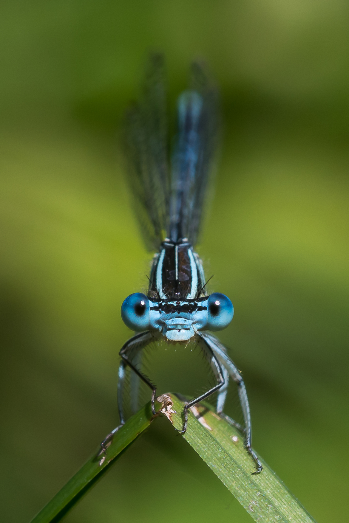 Libelle
