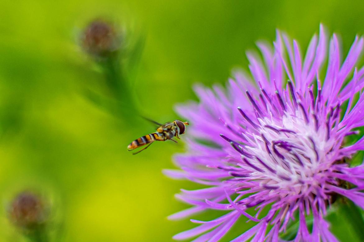 Schwebfliege