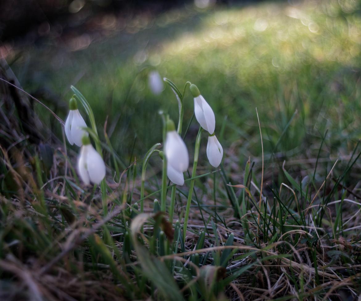 Schneeglöckchen