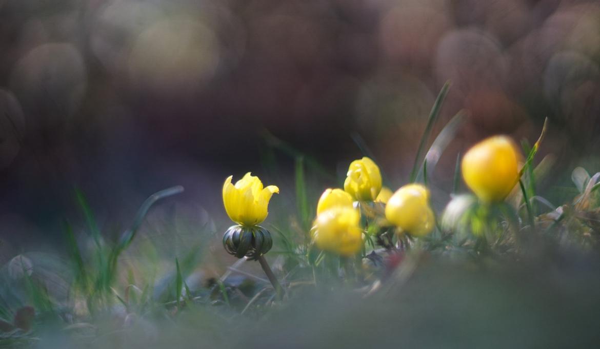 Winterlinge unten beschnitten