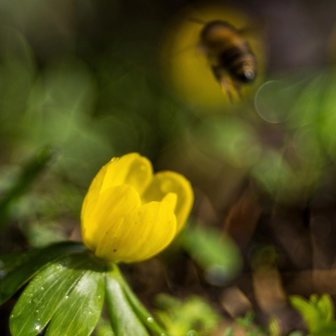 windroeschen - dkielonek-bearbeitet