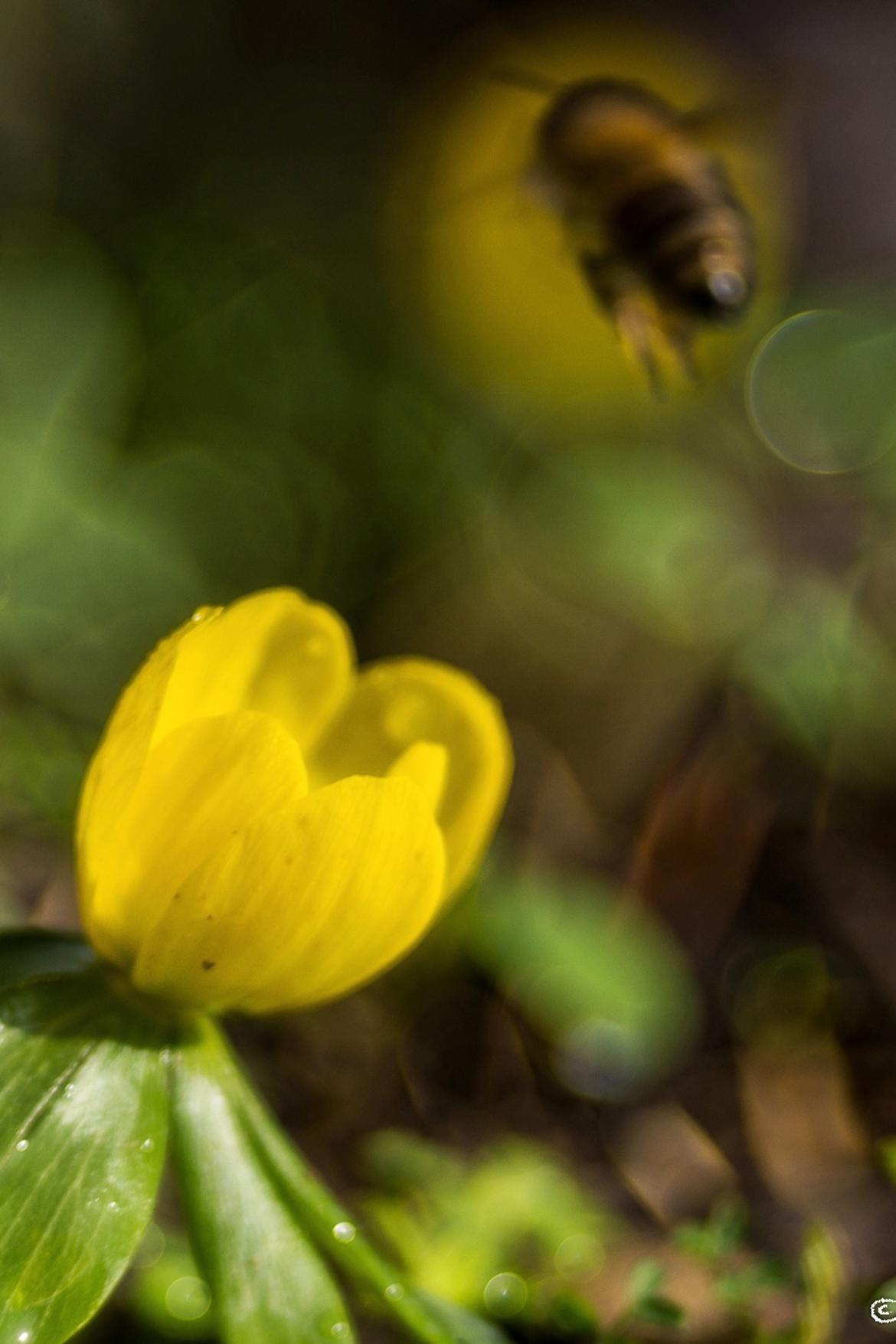 windroeschen - dkielonek-bearbeitet-a