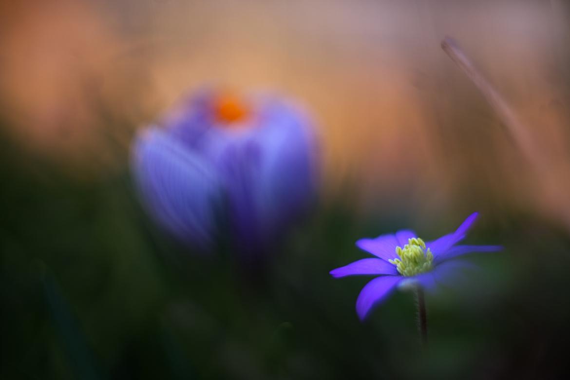 Zweite Geige? Krokus als indirektes Motiv
