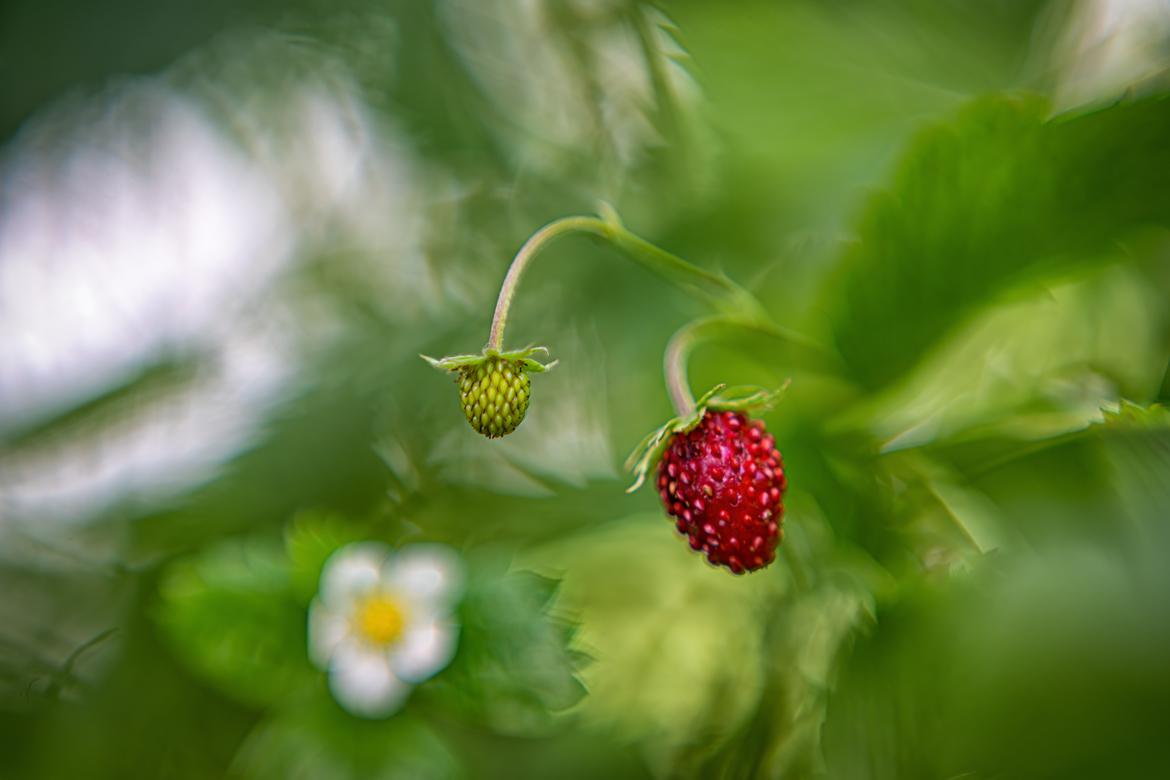 Fragaria vesca