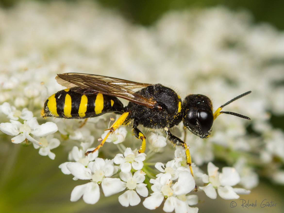 Grabwespe Ectemnius lapidarius