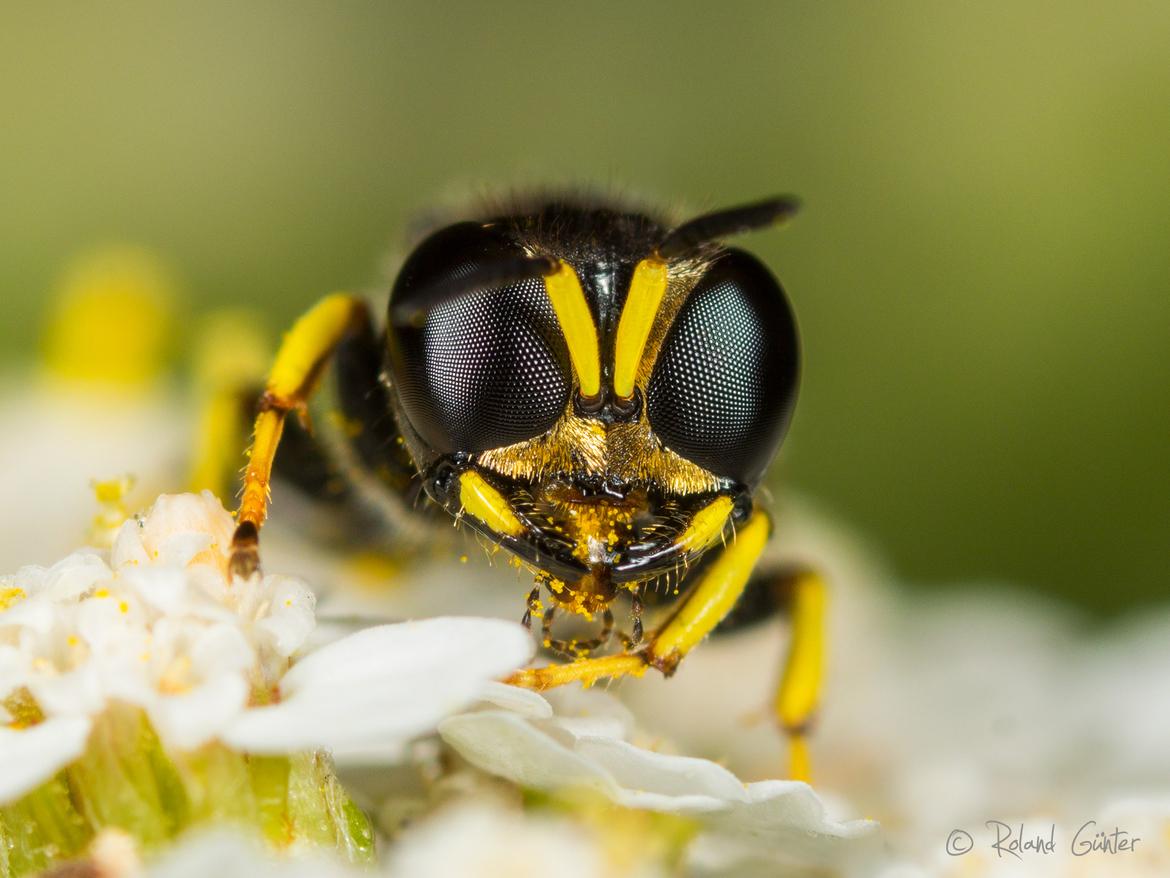 Grabwespe Ectemnius lapidarius