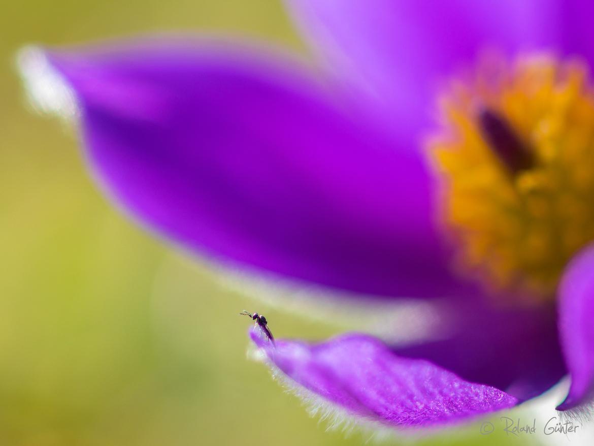Erzwespe auf Küchenschellen-Blüte