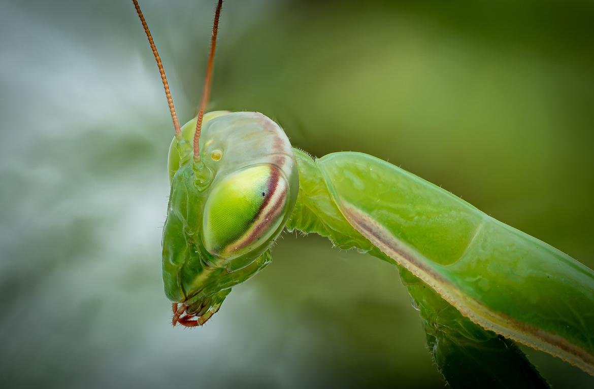 Europäische Gottesanbeterin (Mantis religiosa)