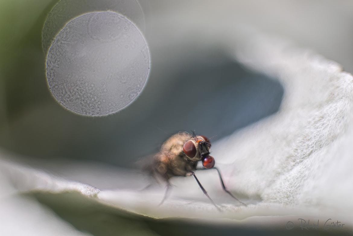 Fliege mit Verdauungstropfen