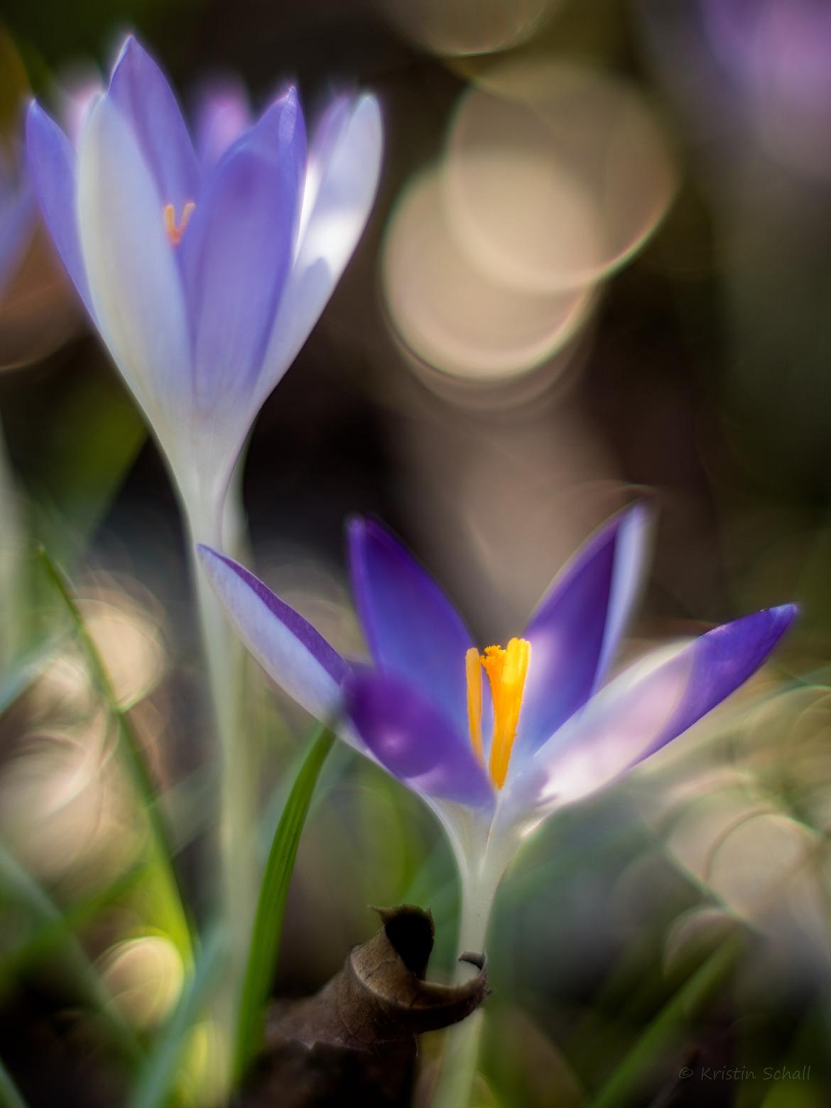 Krokus