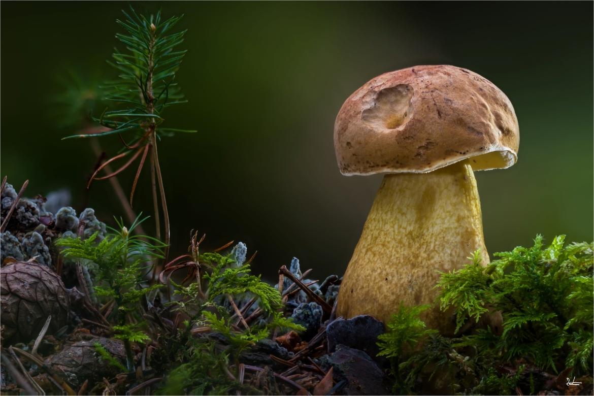 Prächtiger Pilz mit rot-brauner Kappe und Schneckenfrass auf moosigem Untergrund
