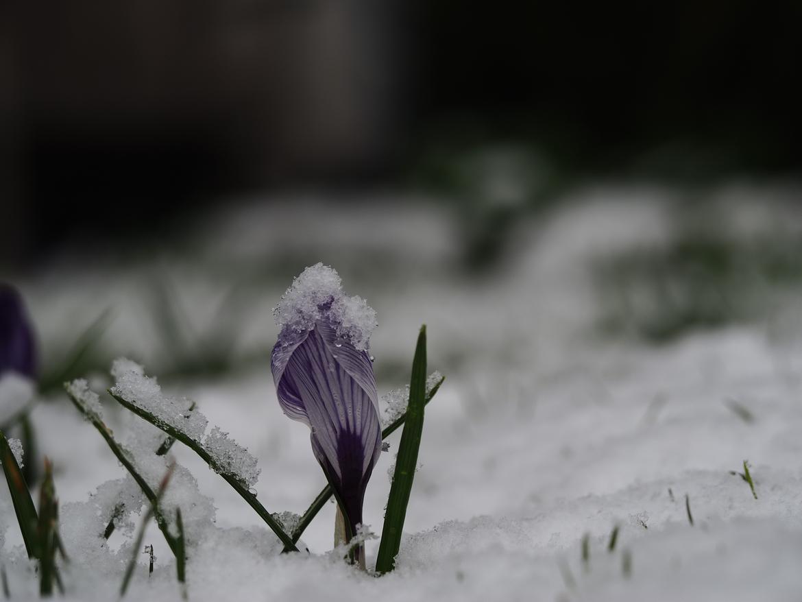 Krokus im Schnee