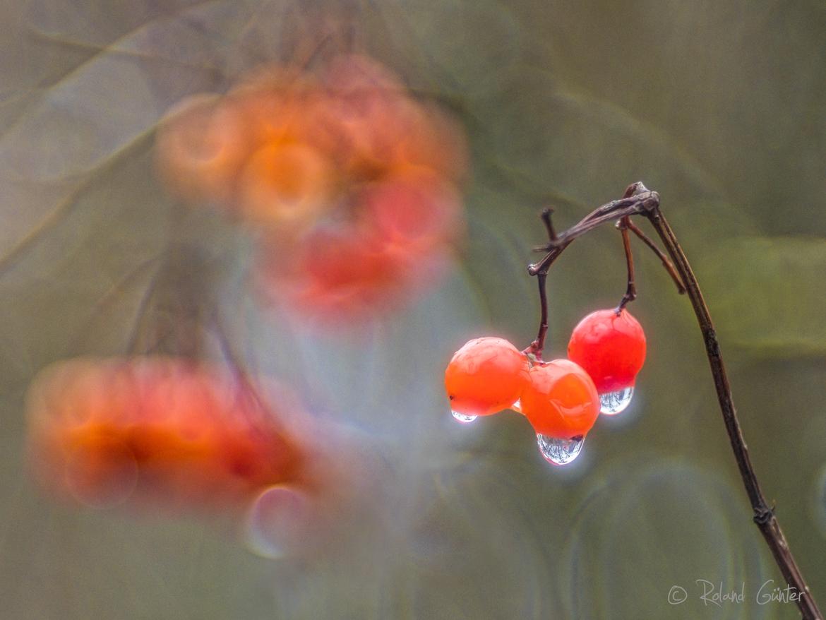 Gewöhnlicher Schneeball (Viburnum opulus)