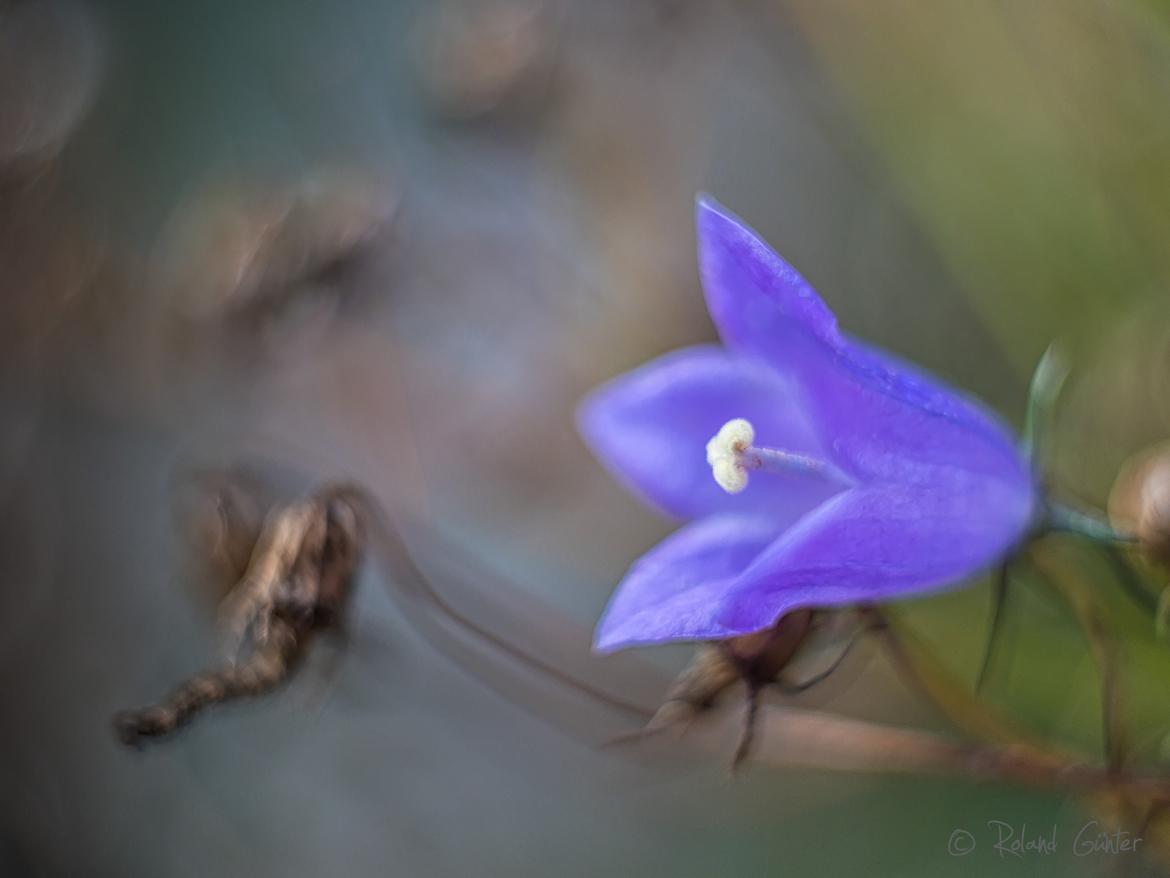 Glockenblume; © Roland Günter