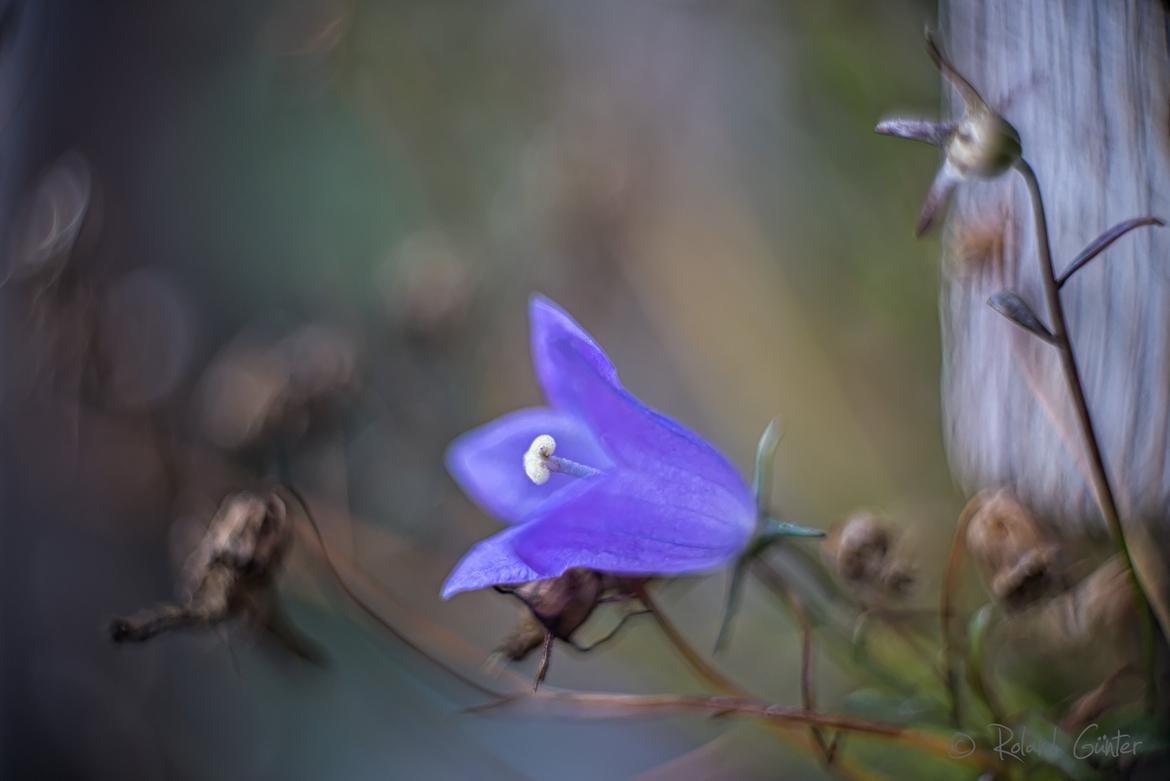 Glockenblume; © Roland Günter