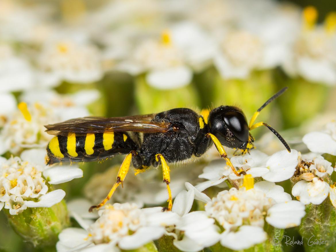 Grabwespe Ectemnius lapidarius © Roland Günter