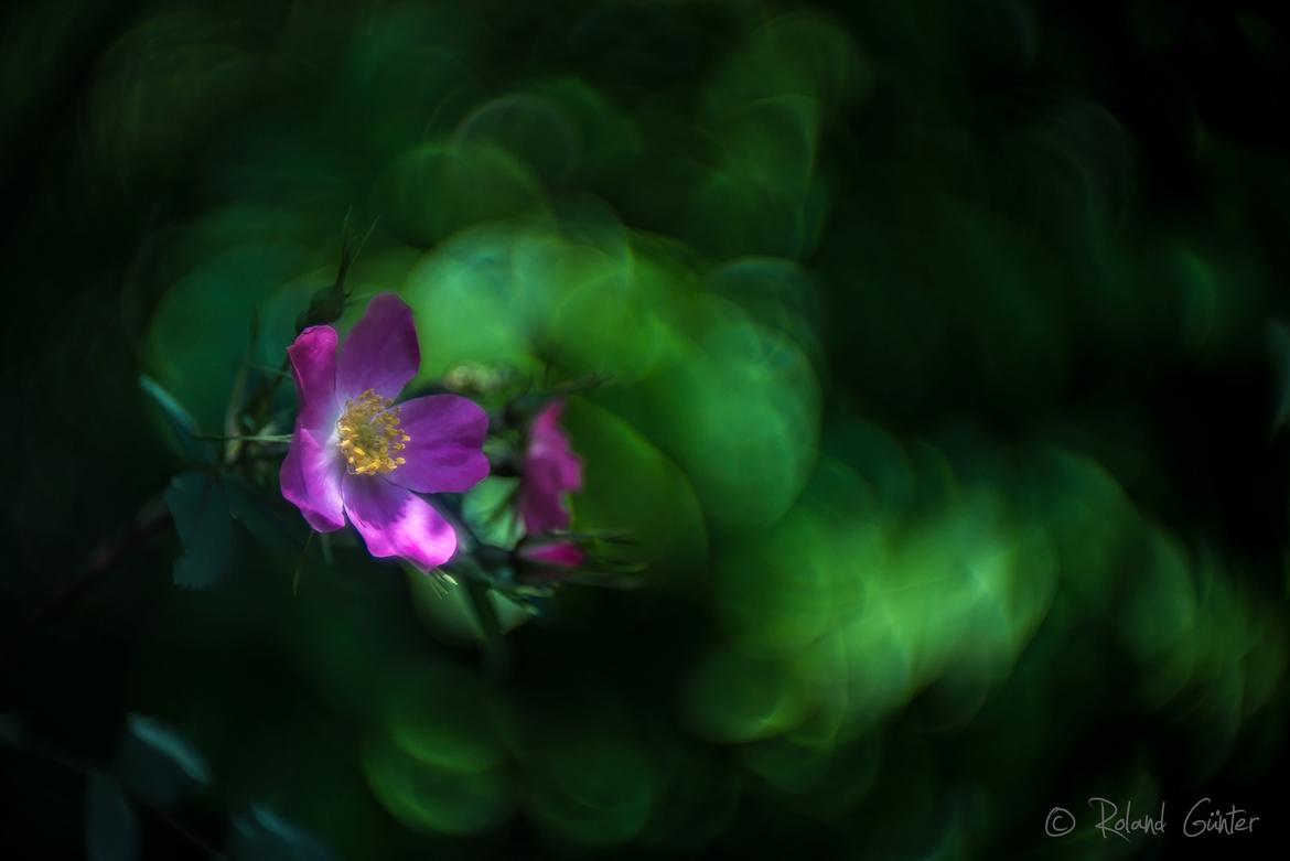 Hechtrose (Rosa glauca); © Roland Günter