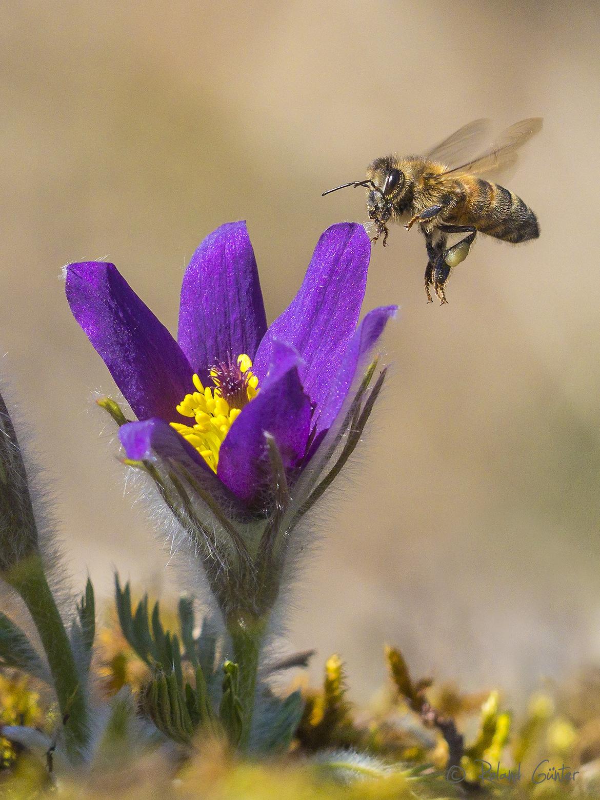 Honigbiene (Apis mellifera) im Anflug auf Gemeine Küchenschelle (Pulsatilla vulgaris); © Roland GÜNTER