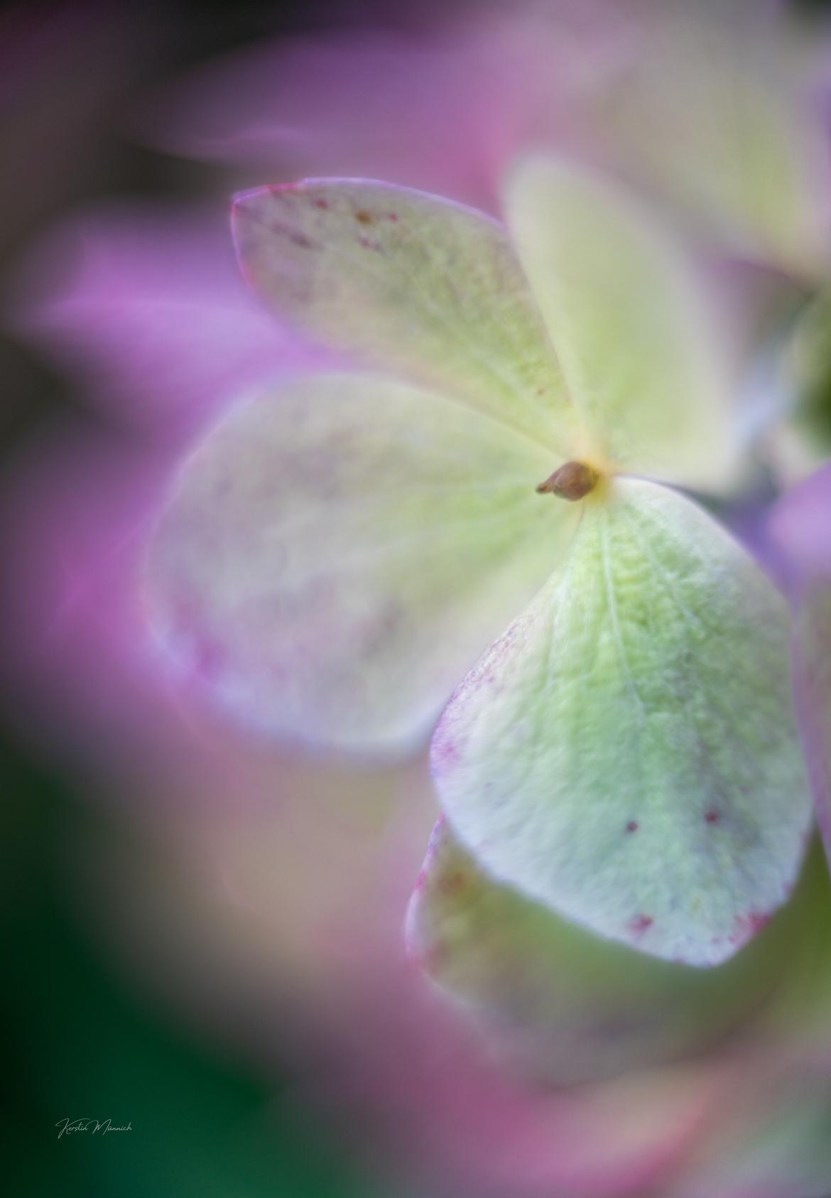 Helle Hortensienblüte vor leuchtendem Hintergrund