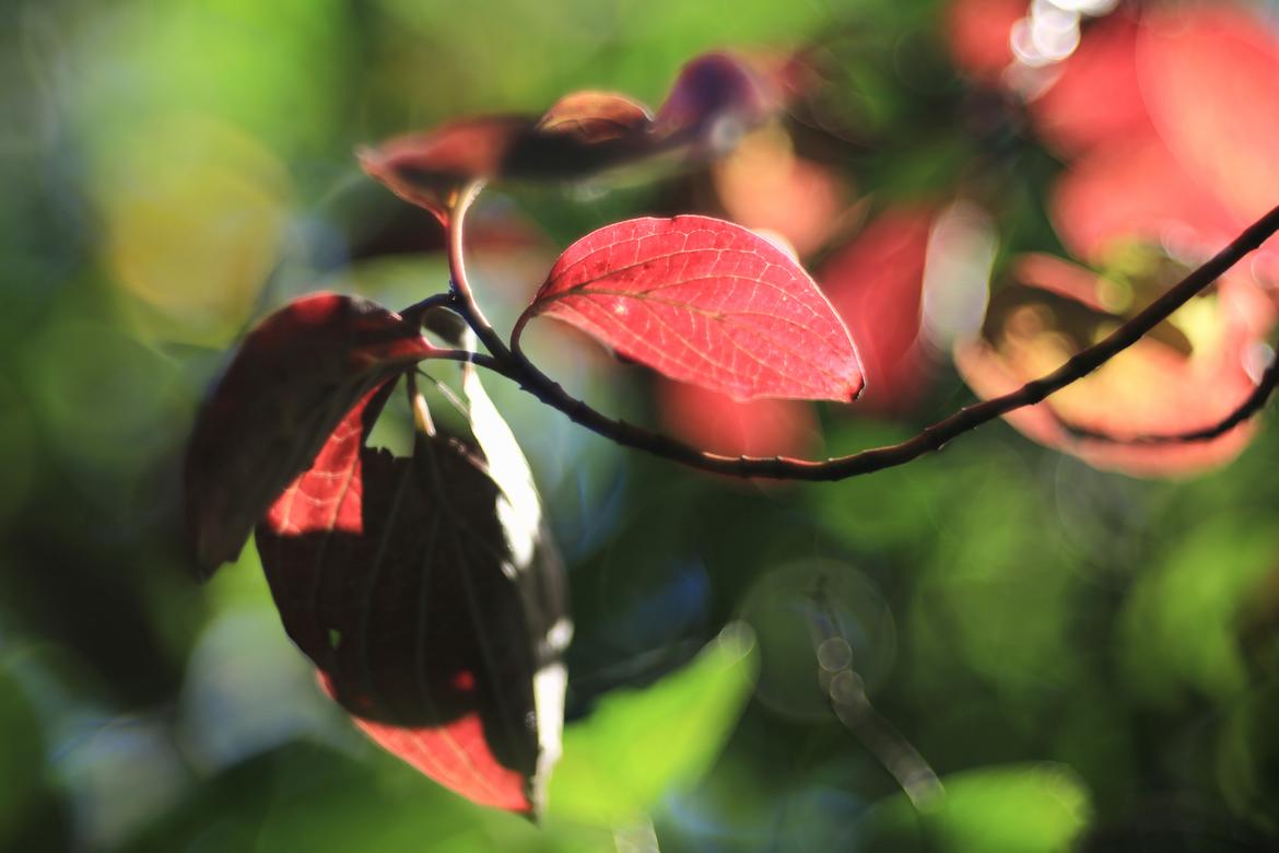 Herbst