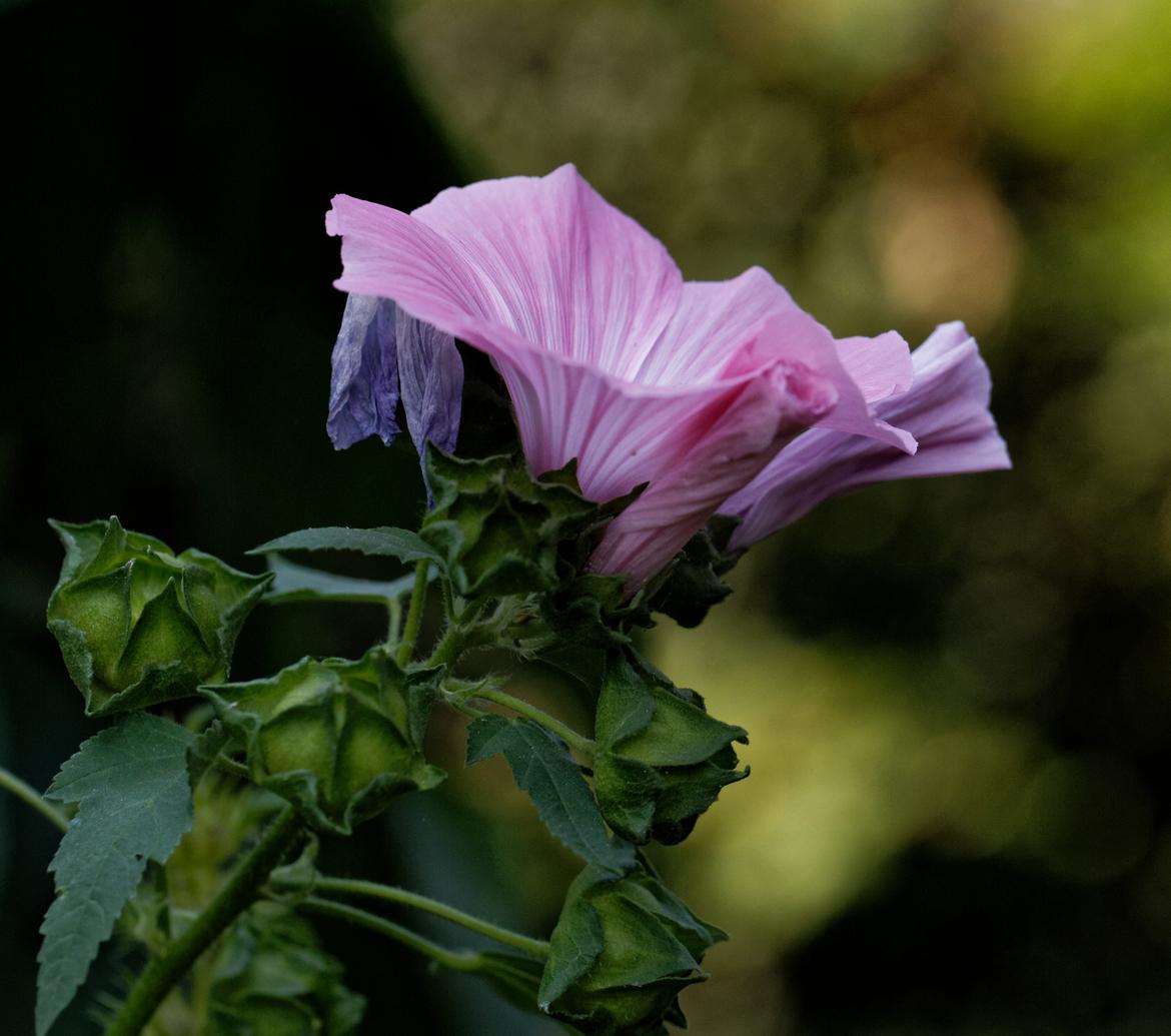 Blüte
