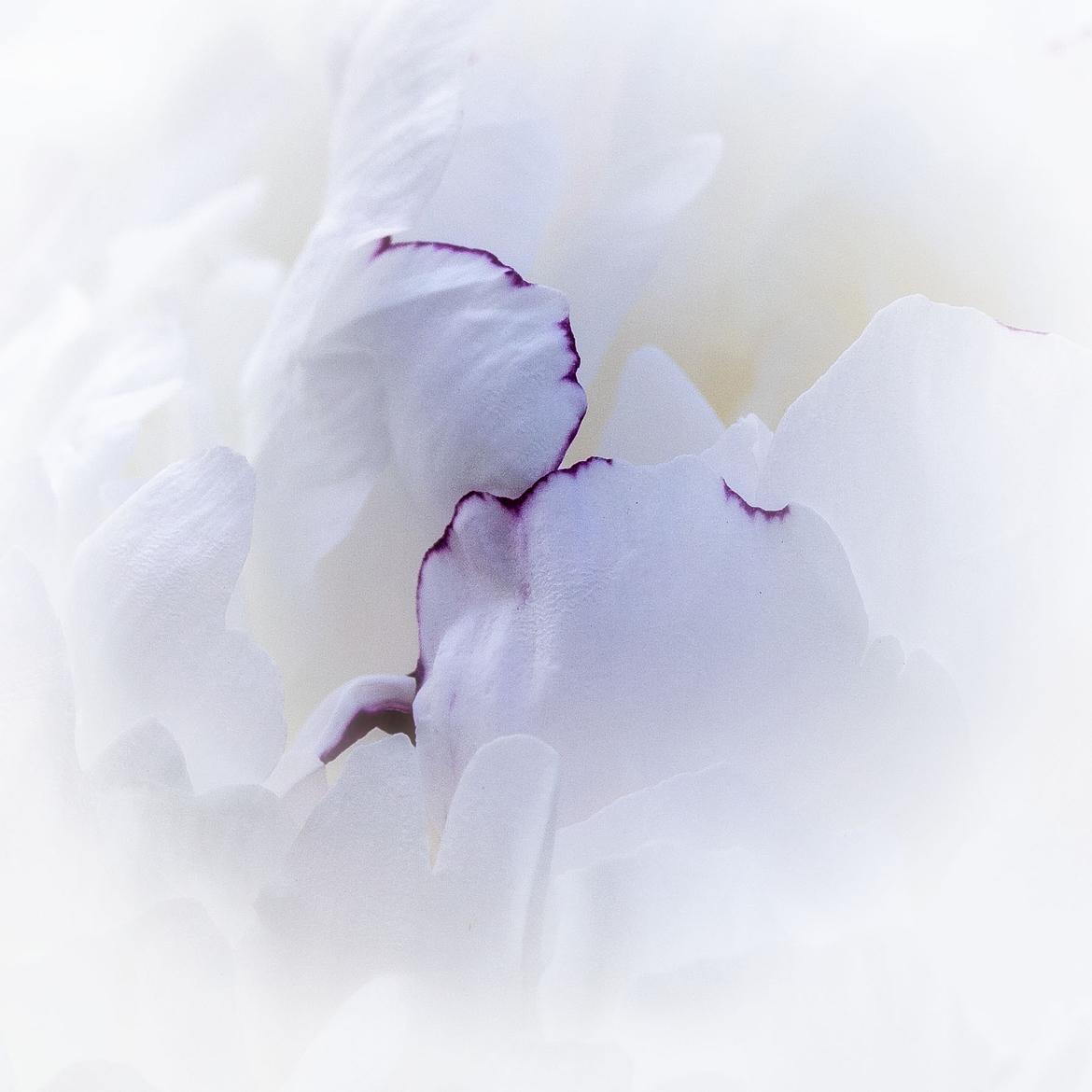 Veränderung von Weiße Pfingsrose