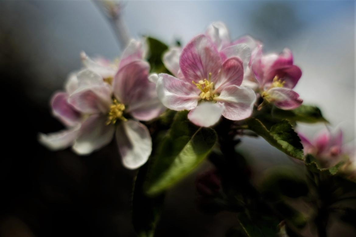Blüten