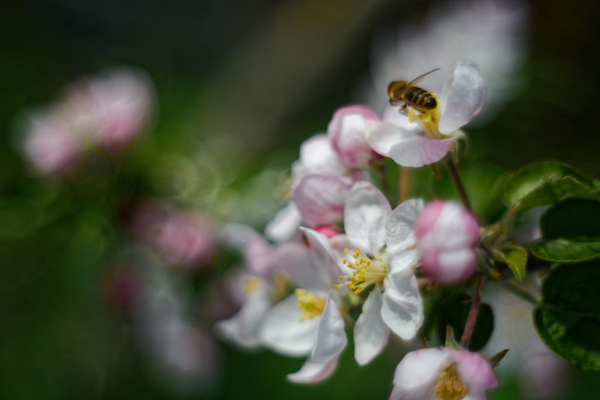 Apfelblüte
