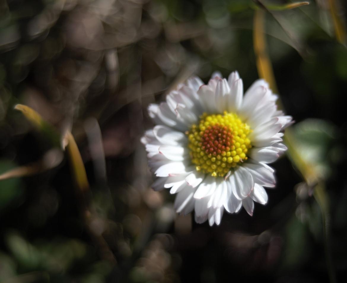 Gänseblümchen beschnitten