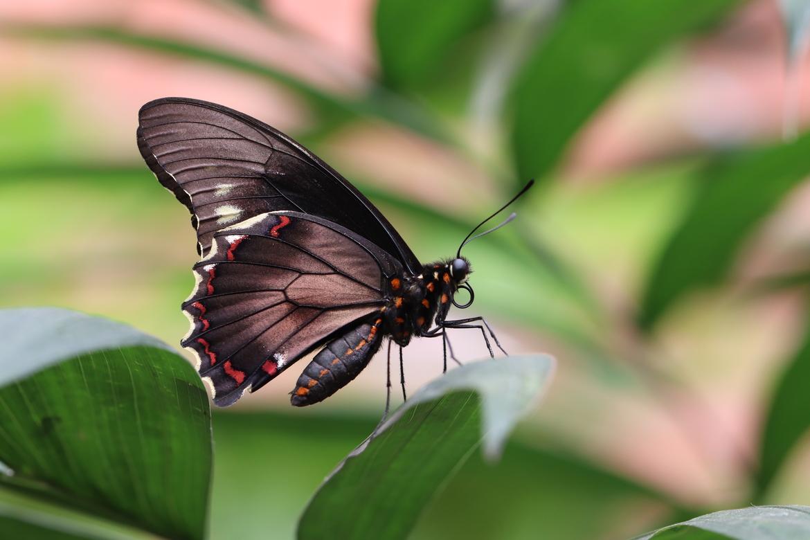 Battus polydamas