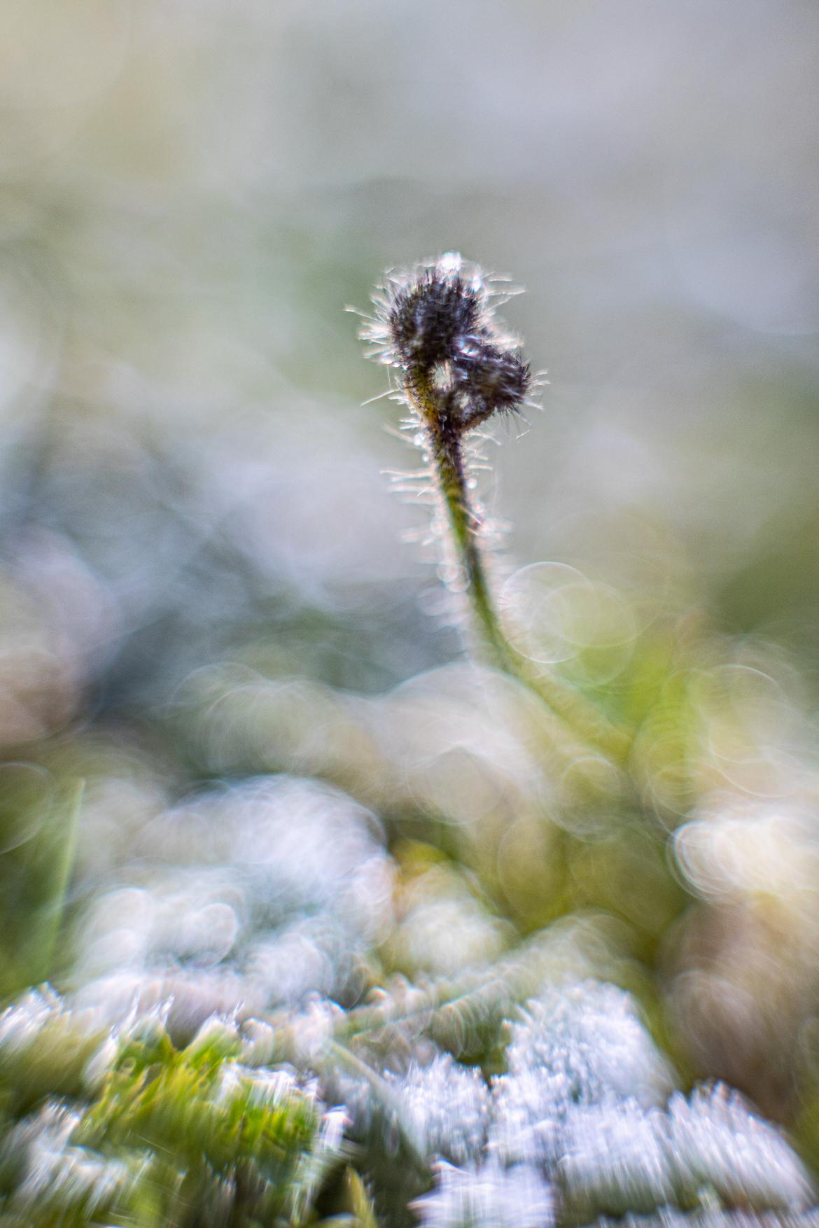 Blütenstand des Orangeroten Habichtskrautes im morgendlichen Frost