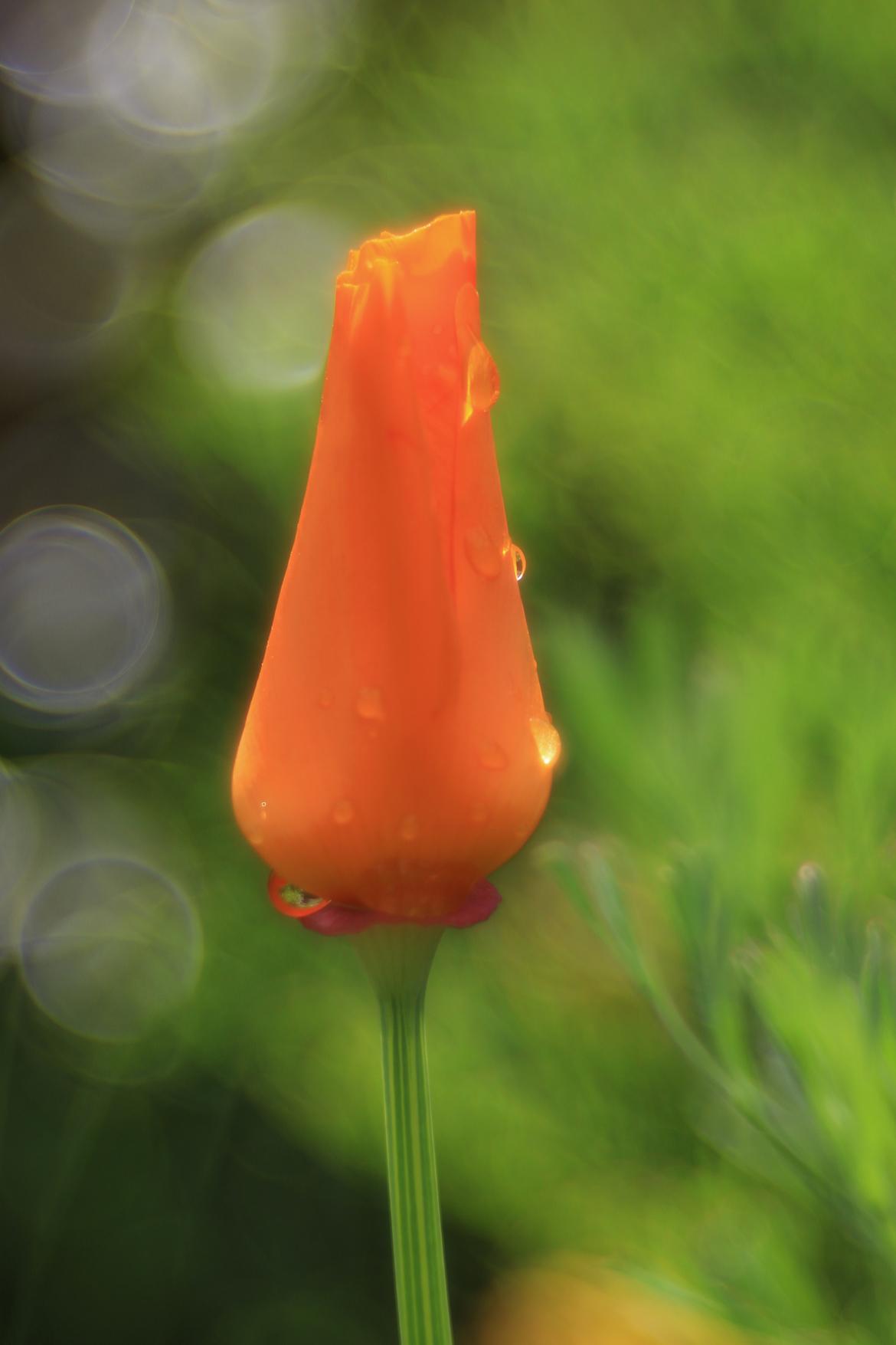 Goldmohn nachträgl. abgedunkelt