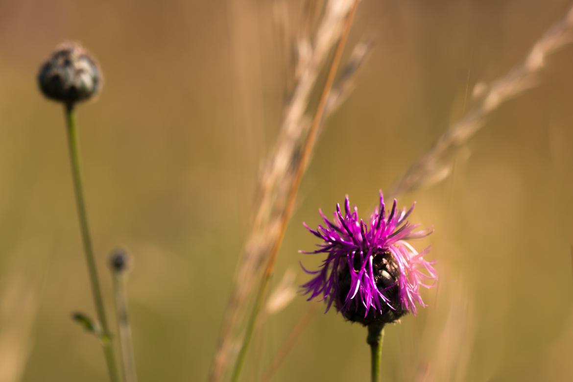 Ackerdistel im Abendlicht