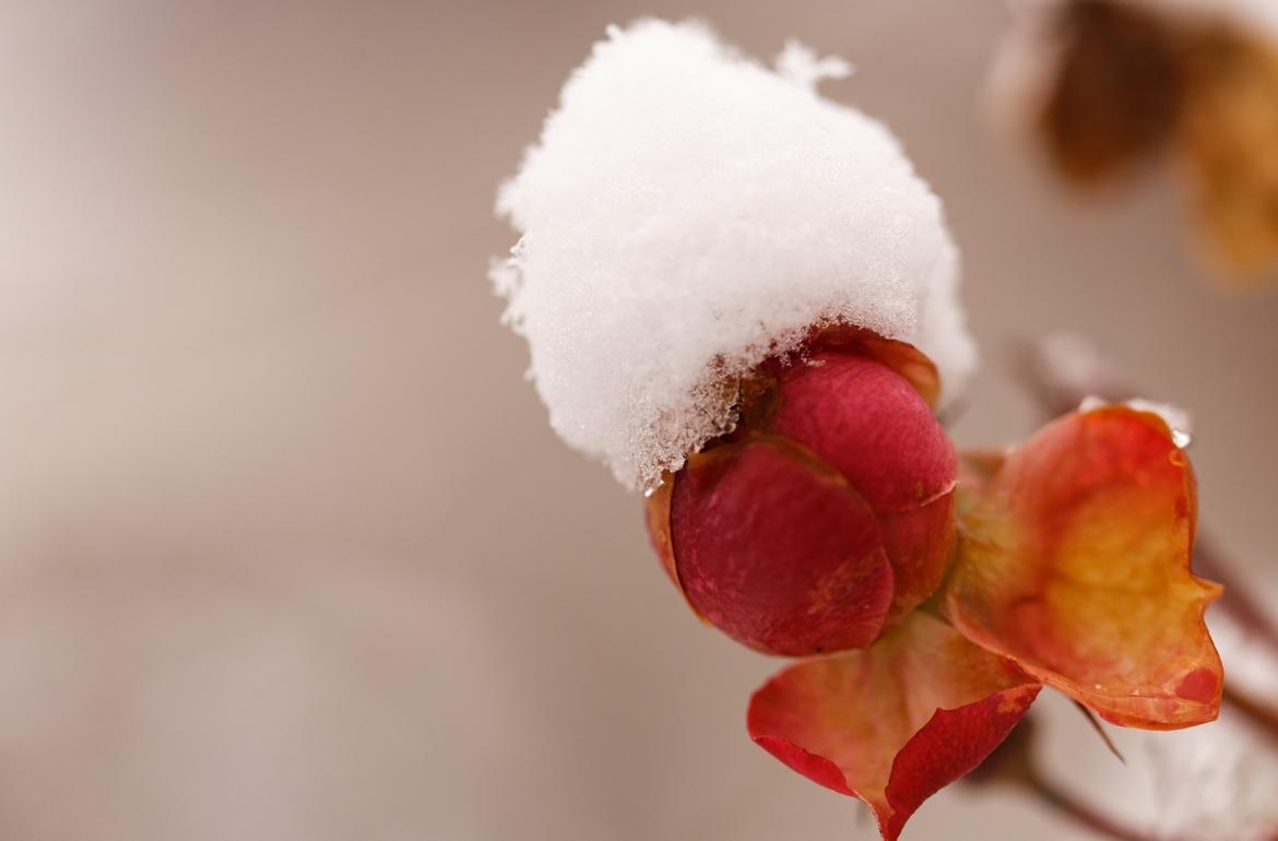 Schneerose